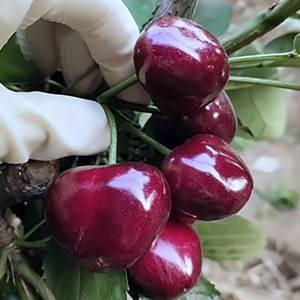 Origine des cerises, plantes de cerises multi-types, pour intérieur et extérieur, décoration de jardin et de cour - Product Image 3