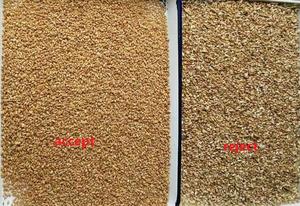 2000 Kg/h Pérou Quinoa Trieuse Optique Couleur CCD Trieuse Machine Trieuse pour Grains Andins - Product Image 5