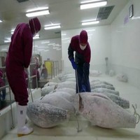 Solution clé en main pour entrepôt frigorifique de fruits de mer, alimentée par énergie solaire, à refroidissement par air, avec moteur automatique, pour l'industrie mondiale des produits de la mer