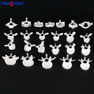Modelo de vértebra torácica e lombar cervical branco com discos intervertebrais Modelo espinhal médico para uso de ensino - Product Image 5