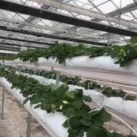Grand système de culture verticale hydroponique et aquaponique avec tour à plateaux pour la culture de fraises et de légumes