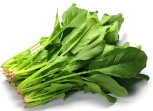 天然ほうれん草エキス粉末野菜有機10:1 20:1 30:1ほうれん草の葉エキス有機赤ほうれん草エキス - Product Image 2