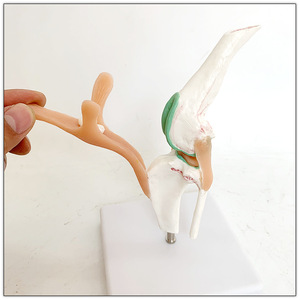Modelo Anatómico de Rodilla Canina, Modelo de Enseñanza de Función de Ligamentos y Articulaciones <span class=keywords><strong>del</strong></span> <span class=keywords><strong>Esqueleto</strong></span> Canino - Product Image 2