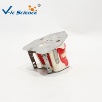 Modelo de Práctica de Odontología Oral, PVC Ecológico, Demostración de Anestesia y Extracción Dental, Entrenamiento para Estudiantes de Odontología, No Tóxico