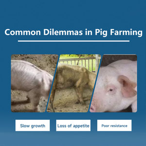 Mẫu miễn phí lợn tăng trưởng trọng lượng Boosters tăng trưởng nhanh hơn premix cho thức ăn chăn nuôi lợn Lysine thức ăn chăn nuôi phụ gia - Product Image 3