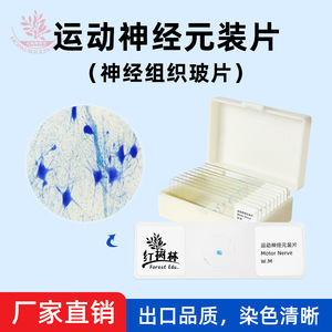 Motor neuron slide specimens, typical comprehensive categories, <b>microscope</b> slides, student gifts, <b>microscope</b> slides - Product Image 4