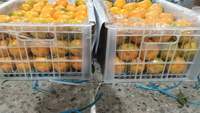 Mandarines fraîches 10 kg, couleur orange jaune, durée de conservation 1 an, provenance Jiangxi Chine