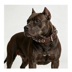 Collar para Perro Reforzado con Púas, de Cuero Genuino de 6mm de Grosor, Anti-Mordida, para <span class=keywords><strong>Bully</strong></span>, <span class=keywords><strong>Pitbull</strong></span>, Mastiff, Venta al Por Mayor - Product Image 1