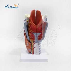 Modèle de larynx grossi 2 fois, 5 parties, aide pédagogique d'anatomie laryngée détachable, équipement pédagogique d'oto-rhino-laryngologie. - Product Image 3