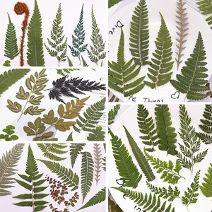 500 pièces/paquet <span class=keywords><strong>de</strong></span> marque-pages en feuilles <span class=keywords><strong>de</strong></span> <span class=keywords><strong>fougère</strong></span> sauvages pressées, artisanales, réalistes, durables, naturelles, pour cadre, remise <span class=keywords><strong>de</strong></span> diplôme, Nouvel An - Product Image 2
