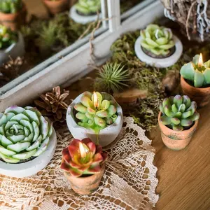 Candele profumate fatte a mano del regalo delle candele 4pcs/6pcs del cactus della pianta succulenta verde ecologica all'ingrosso