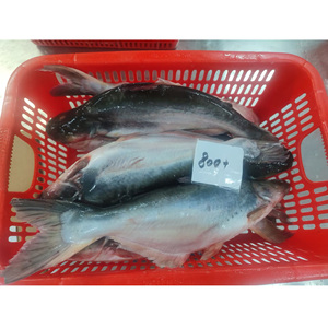 Pangasius Entier Congelé IQF 300-500g – Vente Chaude pour l'Exportation de Fruits de Mer sur le Marché Asiatique - Product Image 4