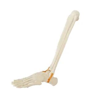 Atölye sondajı için ortopedik eğitim modeli için tam Tibia ve Fibula ile KyrenMed Sawbones köpük ayak ve ayak bileği kemik modeli