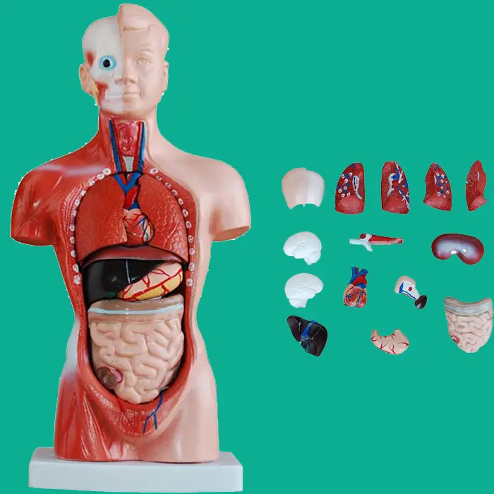मानव धड़ मॉडल 15 भागों के साथ, शरीर रचना विज्ञान ट्रंक मॉडल