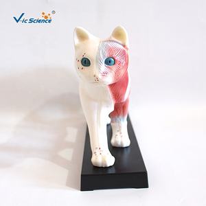 Educatief model van een kat, acupunctuurmodel van een kat, skeletmodel van een kat voor acupunctuur - Product Image 6