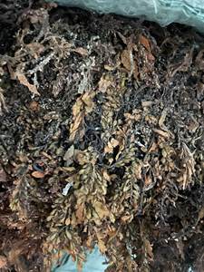 Gedroogd Zeewier/Zeewier <span class=keywords><strong>Sargassum</strong></span> 100% Natuurlijk Van Leverancier - Product Image 4