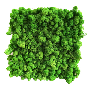 Erhalten <span class=keywords><strong>Rentier</strong></span> Moss Wand - Product Image 1
