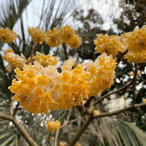 Edgeworthia Chrysantha <span class=keywords><strong>Lindl</strong></span>. Plantas Decorativas Naturales para Jardín, Flores, Precios de Mayoreo, Adornos, Plantas en Maceta de Vivero - Product Image 3
