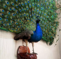 Spécimens animaux artisanaux en résine grand format, esthétiquement plaisants, design Art Déco, écologiques, simulation d'animaux