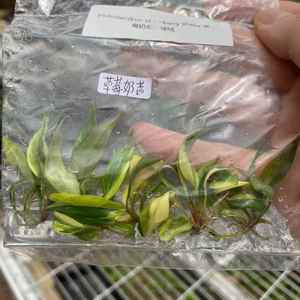 Philodendron Strawberry Shake Variegato - Pianta Rara Coltivata in Laboratorio con Variegazione Arue e Crema, Cresciuta in Colbriera Sterile - Product Image 6