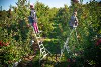 Escalera plegable de Metal para exteriores, herramientas de trabajo, escalera de aluminio ligera para edificios agrícolas, venta al por mayor, 2024