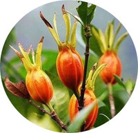 30% Gardenia Flavonoïden, Gardenia Fruitextract, Puur Natuurlijke Voedingskwaliteit