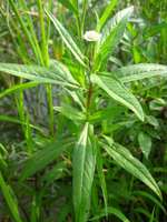 Achetez de la poudre de Bhringraj de qualité supérieure, 100 % naturelle, pour les soins capillaires.