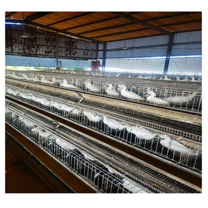 Cage <span class=keywords><strong>de</strong></span> <span class=keywords><strong>canard</strong></span> éleveur automatique <span class=keywords><strong>de</strong></span> ferme cage <span class=keywords><strong>de</strong></span> <span class=keywords><strong>canard</strong></span> à oeufs pour <span class=keywords><strong>canard</strong></span> pondeuse - Product Image 1