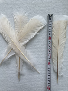 <span class=keywords><strong>Piume</strong></span> <span class=keywords><strong>di</strong></span> Tacchino Sbiancate 12-14 Pollici per Cappelli da Carnevale Copricapo da Samba Accessorio per Spettacoli Teatrali Costume con <span class=keywords><strong>Piume</strong></span> YOLAN - Product Image 6