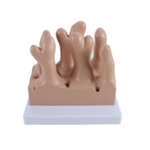 Modelo anatómico de vellosidades intestinales humanas de tipos verticales médicos - Product Image 6