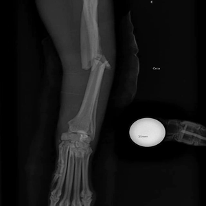 Boule d'étalonnage vétérinaire à rayons X de 25mm pour la chirurgie orthopédique DR pour petits animaux - Product Image 3