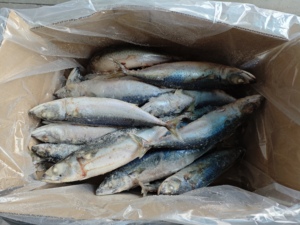 P1189 Pesce Intero Congelato Prezzo All'Ingrosso Sgombro Giapponese (Scomber Japonicus <span class=keywords><strong>Saba</strong></span>) 300-400g/pz - Product Image 3