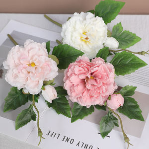 Premium a doppia testa radici di peonia colori vivaci fioriture lussuose per giardino ed eventi consegna rapida in magazzino - Product Image 2