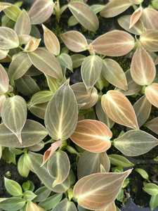 ฟิโลเดนดรอน เมลาโนคริซัม ต้นกล้าเพาะเลี้ยงในถาดขนาด 3-5 ซม. ต้นไม้หายากสำหรับปลูกในบ้าน ขายส่ง - Product Image 2