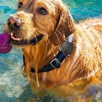 Nouvelle coque de protection étanche IP68 en ABS rigide anti-perte pour animaux de compagnie (chien, chat) avec support GPS pour Airtag AirTags