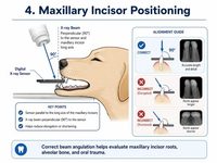 Appareil de radiographie dentaire vétérinaire portable Dawei, système numérique DR pour chiens et chats