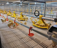 Système d'alimentation et d'abreuvement industriel de haute qualité pour poulets, mangeoires automatiques à chaîne pour animaux