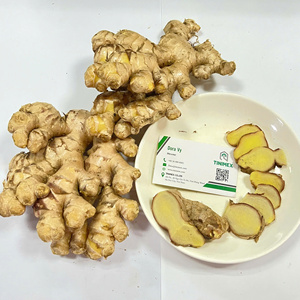 ขิงสดขายดี - ขิงเหลืองมาตรฐานส่งออกขายส่ง (+84 366 808 683) - Product Image 3