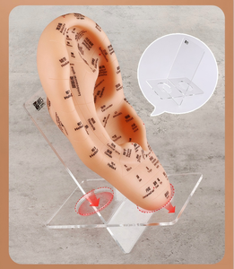 Matériel en PVC de haute qualité modèle <span class=keywords><strong>d</strong></span>'<span class=keywords><strong>acupuncture</strong></span> <span class=keywords><strong>d</strong></span>'oreille souple Guide <span class=keywords><strong>d</strong></span>'enseignement TCM apprendre le modèle de <span class=keywords><strong>massage</strong></span> auriculaire - Product Image 6