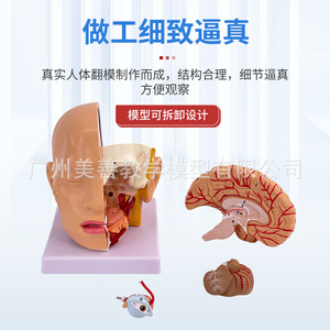 Modelo de simulación didáctica de la anatomía de la cabeza humana con arterias cerebrales; sección central de la cabeza; cerebro desmontable en 4 partes - Product Image 2