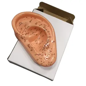 耳鍼モデルプロの反射学ツボ学習ディスプレイ実験室用品
