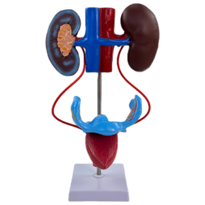 Modello biologico ausili didattici Vagina femminile anatomica modello di sistema urogenitale femminile - Product Image 5