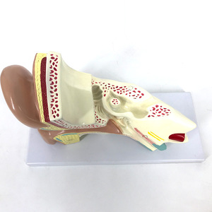 Modèle d'anatomie de l'oreille, simulation d'organe humain agrandi, oto-rhino-laryngologie, cadeau pédagogique médical, jouet, outil éducatif, usage médical. - Product Image 3