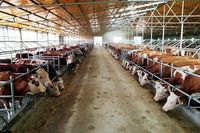 Estructura de acero prefabricada estilo granja moderna oveja cabra granja granero casa cobertizo de vacas lecheras y edificio de granja de ganado