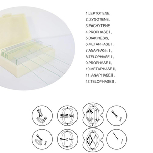 12 PCS Plant Microscope Slides <span class=keywords><strong>Cebolla</strong></span> Anthers Meiosis <span class=keywords><strong>Microscopio</strong></span> Preparado Slides - Product Image 4