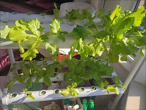 Carpa de Cultivo Hidropónico Profesional de <span class=keywords><strong>2x2</strong></span>, 2x4, 4x4, 4x8, 5x10, 6x6, 8x8, Carpa de Cultivo Interior - Product Image 5