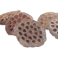 Ornamen Botani Alami Kulit Teratai Kering untuk Rangkaian Bunga & Kerajinan DIY Dekorasi Akuarium