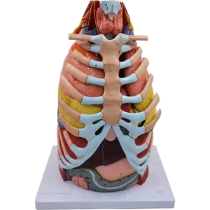 Petto a grandezza naturale modello anatomico polmoni costole cuore fegato stomaco e gola anatomia scienze mediche materiale didattico