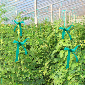 Cinta elástica de PVC ligera para atar plantas, tomateras verdes, sin dañar los tallos, para plantas de leche y asteras. - Product Image 4