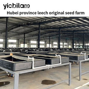 Hungry Live Leeches <span class=keywords><strong>Hirudo</strong></span> Nipponia Sanguijuelas medicinales para terapia de sanguijuela Directo de extractos de plantas de origen de fábrica - Product Image 6